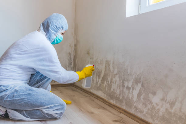 Licensed Basement Mold Remediation service in Georgetown, MA - Car Mold Remediation