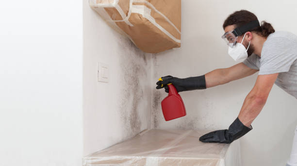 Professional Basement Mold Remediation technician working in Georgetown, MA