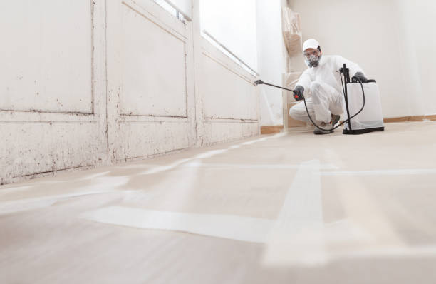 24/7 Emergency Basement Mold Remediation experts in Georgetown, MA