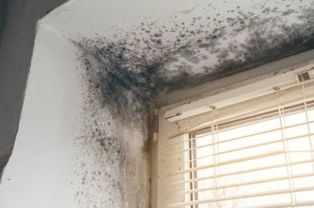 Affordable Basement Mold Remediation solutions in Georgetown, MA