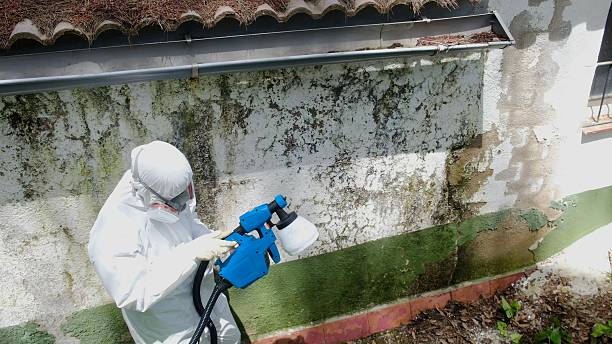 Top rated local Basement Mold Remediation specialists in Georgetown, MA